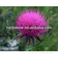 Milk thistle Seed extract for sale & Silymarin